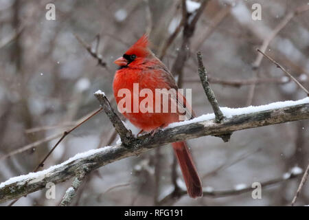 Northern Cardinal males and females Stock Photo