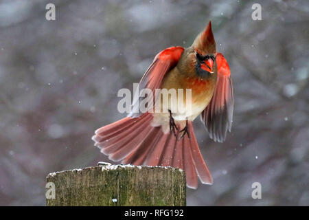 Northern Cardinal males and females Stock Photo