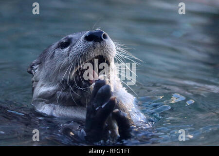 River Otter closeups eating fish Stock Photo