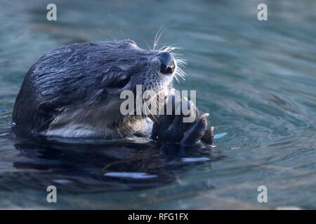 River Otter closeups eating fish Stock Photo