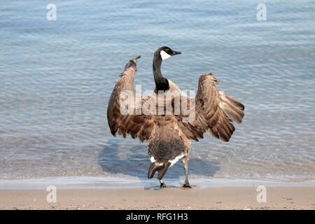 Wounded Canadian Geese near Lake Ontario Canada Stock Photo