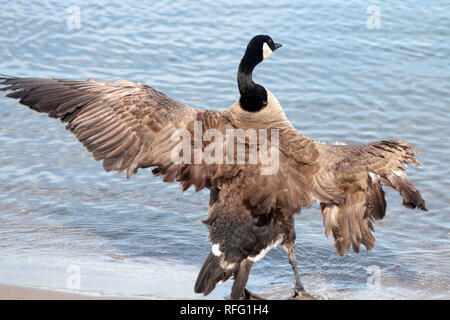 Wounded Canadian Geese near Lake Ontario Canada Stock Photo