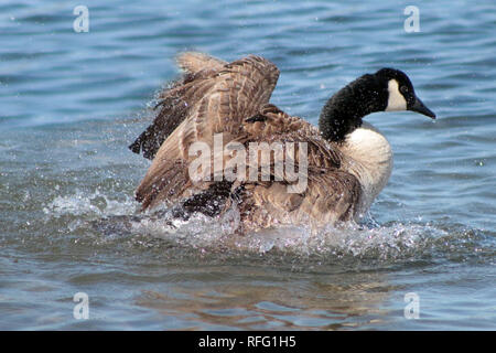 Wounded Canadian Geese near Lake Ontario Canada Stock Photo