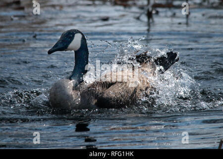 Canada Geese swimming on the lake Stock Photo