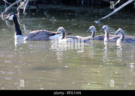 Canada Goose with chicks Stock Photo