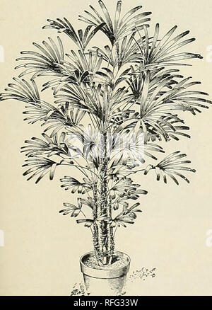. New, rare and beautiful plants. Nurseries (Horticulture) New York (State) New Rochelle Catalogs; Nurseries (Horticulture) Wisconsin Catalogs; Plants, Ornamental Catalogs; Bulbs (Plants) Catalogs; Flowers Catalogs; Trees Seedlings Catalogs; Shrubs Catalogs; Fruit Catalogs. Latania Borbonica. Illustrated on page $5. The Thrinax, or Silver Thatch Palms. These are slow-growing small Fan Palms of picturesque outline and unusual elegance. Gi'acefully set on slender, wiry stems, the deeply divided, fringed and polished leaves form an airy, spreading crown of exceeding beauty. The light green and si Stock Photo