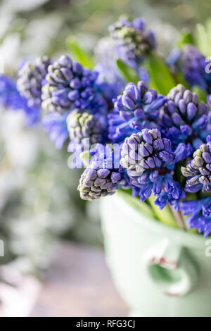Bouquets of blue hyacinths. Spring flowers from Dutch gardener. Concept of a florist in a flower shop. Wallpaper. Stock Photo