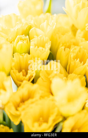 Bouquets of yellow daffodils. Spring flowers from Dutch gardener. Concept of a florist in a flower shop. Wallpaper. Stock Photo
