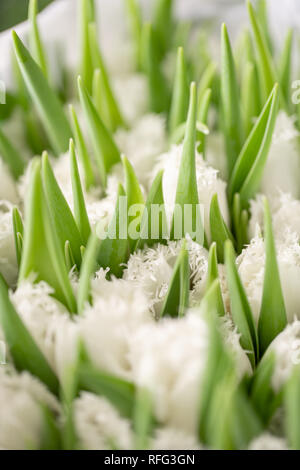 Bouquets of white tulips. Spring flowers from Dutch gardener. Concept of a florist in a flower shop. Wallpaper. Stock Photo