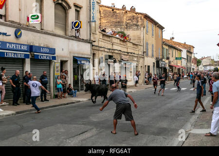 Camargue bull running along street in annual bull running fete, Saint Gilles, Gard, France Stock Photo