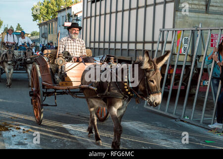 Mule pulling cart in the Old School Parade of traditional trades at Annual Fete, Saint Gilles, Gard, France Stock Photo