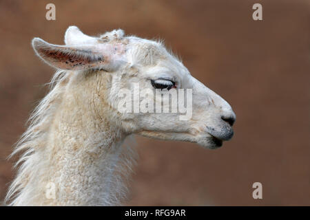 lose up side view of head of a white lama with long lashes on blurry background Stock Photo