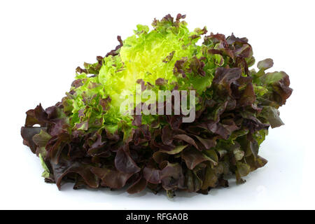 FRESH ORGANIC RED OAK LEAF LETTUCE ISOLATED ON WHITE BACKGROUND. FRONT OF VIEW. Stock Photo