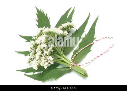 Medicinal plant valerian (valeriana, valeriana comune, valeriana officinalis) Stock Photo