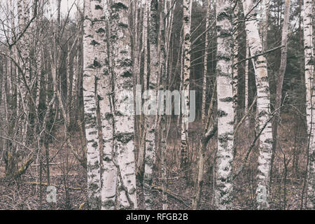 Natural birch forest in the Baltic dunes on an autumn cloudy day Stock Photo