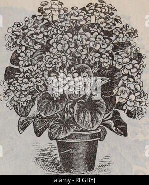 . Catalogue of useful greenhouse and bedding plants : make a specialty of fine chrysanthemums and roses. Nursery stock Georgia Gainesville Catalogs; Plants, Ornamental Catalogs; Flowers Catalogs; Shrubs Catalogs. ASPARAGUS PLUMOSUS. ASPARAGUS. No other green mingles with cut-flowers as well as Asparagus, Plumosus. The stems of this extremely elegant plant are tufted, slender and graceful- ly arching. From the upper portions of the branches, which are finer than the fronds of the most delicate fern, the beautiful foliage spreads in all directions. The whole plant is of a bright, cheerful green. Stock Photo