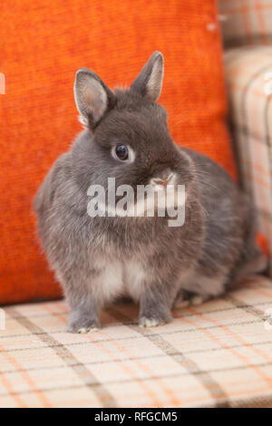 A Netherland Dwarf Rabbit on a chair inside a house Stock Photo