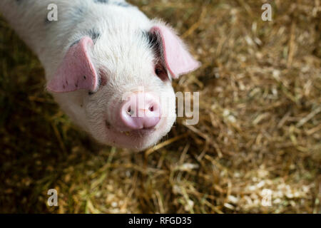 Gloustershire old spot pigs at Claddach Farm. 15.11.18. 8 week old pigs at Claddach Farm in Peat Inn. Stock Photo