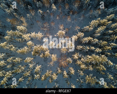 Aerial view of snowy treetops in mixed boreal forest. Stock Photo