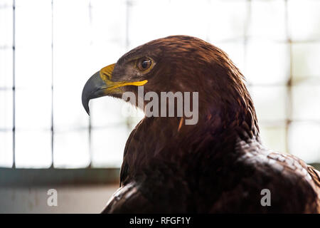 Eagle, raptor, bird of prey in captivity Stock Photo