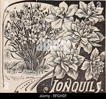 . Florists' wholesale price list of bulbs and plants : for fall, 1900. Nursery stock Ohio Painesville Catalogs; Bulbs (Plants) Catalogs; Flowers Catalogs. SINGLnJ TULIPS. Per 100 Cottage Maid, white bordered pink 1 25 Crimson King, bright crimson 1 00 Due Van Thol, scarlet 1 00 il &quot; ' white ..... 1 65 &quot; '• crimson 90 yellow 1 75 Kaiserkroon, red and yellow 1 25 La Reine, white 1 25 L'Immaculee, pure white, extra fine .. 1 00 Mon. Tresor 2 00 Pottebakker, white 1 50 Pottebakker, yellow 1 60 Proserpine, rich crimson rose 2 00 Rosa Mundi, rose 1 00 Rose Tendre, light rose 1 00 Yellow P Stock Photo