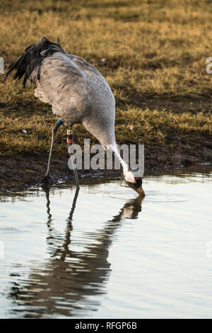 Common Crane (Grus grus) drinking at the edge of a lake Stock Photo