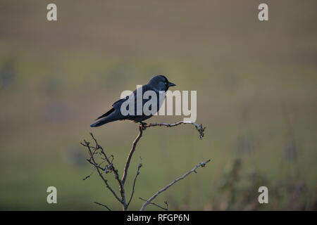 Close up of a Jackdaw ( Corvus monedula) perched on a branch Stock Photo