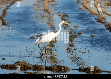 White heron (Ardea alba) at sunset in a flooded rice field in Albufera natural park, Valencia, Spain. Magic colors and perfect natural background Stock Photo