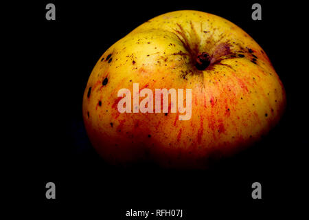 A windfall cooking apple photographed on a black background. Dorset England UK GB Stock Photo