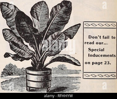 . Koerner's annual travelling agent of seeds, bulbs, plants, shrubs and vines. Nursery stock Wisconsin Milwaukee Catalogs; Vegetables Seeds Catalogs; Flowers Seeds Catalogs; Plants, Ornamental Catalogs; Gardening Equipment and supplies Catalogs. Aspidistra. Banana Orinoco. 664 ORIXOCO BAXAXA.—(Musa paradisiaca var. sapientum. —A grand sort for bedding out; grows very large, producing a. Banana Orinoco. magnificent effect. Very hardy and should be grown everywliere as an ornamental plant. 25c. Begonias. The most useful and ornamental of house plants: thev are so handsome in flower and leaf, so  Stock Photo