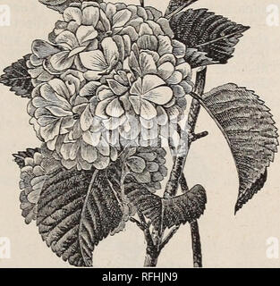 . Illustrated and descriptive catalogue of fruit and ornamental trees, small fruits, vines, roses, shrubs, etc., etc.. Nursery stock Michigan Kalamazoo Catalogs; Fruit trees Seedlings Catalogs; Fruit Catalogs; Trees Seedlings Catalogs; Shrubs Catalogs; Plants, Ornamental Catalogs; Roses Catalogs. Corrtnon Snowball. Early White Lantana-Leaved (Lantanoides) —Large clusters of white flowers, suc- ceeded bv red fruit. High, or Bush Cranberry (Opulus) — Red berries resembling cranberries; es- teemed by many. Japan (Plicatum)—A rare and exceeding- ly beautiful species from Japan, sur- passing the Co Stock Photo