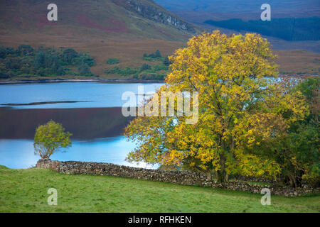 Autumn tree on the shore of Dunlewy Lough, County Donegal, Ireland. Stock Photo
