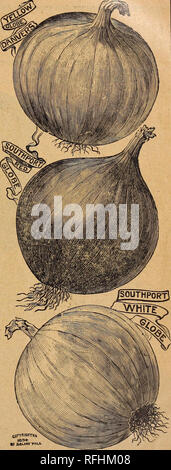 . Vegetable, grass and flower seeds, 1900. Nursery stock, Massachusetts, Catalogs; Vegetables, Seeds, Catalogs; Flowers, Seeds, Catalogs; Grasses, Seeds, Catalogs; Gardening, Equipment and supplies, Catalogs. Globe Shaped Varieties, THE MOST PRODUCTIVE.—THE BEST KEEPERS.—THE HANDSOMEST.—THE QUICKEST TO SELL.—THE MONEY MAKERS. THE FACT that all of the larger seed-houses are giving more attention to these varieties bears out the claims that we have made for several years that the Globe- Shaped Onions are the Host Profitable to Grow. Onion growers who have once tried them have been convinced that Stock Photo