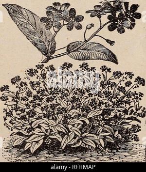 . Leonard's market gardeners' catalogue : season 1900. Nursery stock Illinois Chicago Catalogs; Flowers Seeds Catalogs; Vegetables Seeds Catalogs; Agricultural implements Catalogs. White Egg.. Please note that these images are extracted from scanned page images that may have been digitally enhanced for readability - coloration and appearance of these illustrations may not perfectly resemble the original work.. S. F. Leonard (Firm); Leonard, S. F; Henry G. Gilbert Nursery and Seed Trade Catalog Collection. Chicago, Ill. : S. F. Leonard Stock Photo