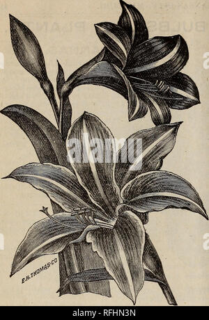 Belladonna (porn star Stock Photo - Alamy