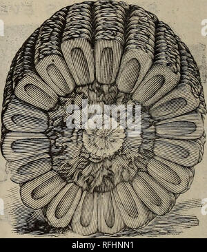 . [Catalogue]. Nursery stock Texas Dallas Catalogs; Vegetables Seeds Catalogs; Agricultural implements Catalogs. This variety is grown quite ex- tensively in the South, and is very prolific. Price, qt .... 10c. bu .. 82.00. ^ 1^If^ f^lGE "^^^^ kind is the best to raise for the^niarket and always sell higher than any other kind. Price, qt 10c. Pk oOc FIELD CORN. Early Qolden Beauty with from ten to fourteen rows of staright golden yellow grains of remarkable size, and filled out to the extreme end of the cob. The fine quality of the grain makes it very su-perion for grinding into meal. It  Stock Photo