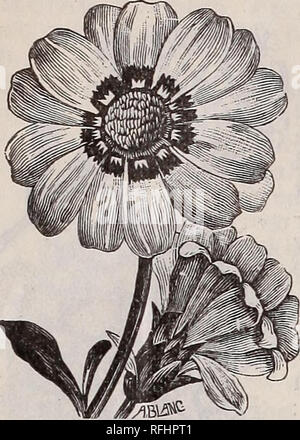 . 1900 seed, bulb, and plant catalogue. Nursery stock New York (State) Catalogs; Vegetables Seeds Catalogs; Flowers Seeds Catalogs; Fruit Seeds Catalogs. /. W. RAMSEY &amp; SON, AUBURN, N Y.. CALLIOPSIS. CALLIOPSIS. {Coreopsis)—A very show}^ border plant, producing flowers in a great many shades of yellow, orange, crimson, red and brown. Hardy an- nual; two feet high. Fine Mixed, jjkt.'5c. CANDYTUFT. {Iberis). Univers- ally known^and culti- vated, and considered indispensable for cut- ting. All the varieties look best in beds or masses. Hardy annual; one foot high. Fragrant, white, pkt. 5c. Fi Stock Photo