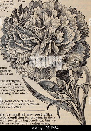 . Burpee's farm annual for 1900. Nursery stock Pennsylvania Philadelphia Catalogs; Vegetables Seeds Catalogs; Flowers Seeds Catalogs; Bulbs (Plants) Catalogs. SIX CHOICE CARNATIONS FOR 50 CTS. Carnations are popular everywhere, beeause they are grown so easily and are valuable both for summer and winter flowering. From the loug list of varieties in cultivation we have selected the following as among the very BEST, both for vigor of growth and freedom of bloom. The plants are strong, well rooted, and sure to give pleasure and satisfaction to all lovers of these beautiful flowers. With each coll Stock Photo