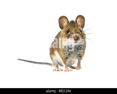 Adorable Wood mouse (Apodemus sylvaticus) isolated on white background. This cute looking mouse is found across most of Europe and is a very common an Stock Photo