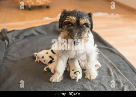 Newborn dog baby . One day old - jack russell terrier puppies wiht her mama Stock Photo