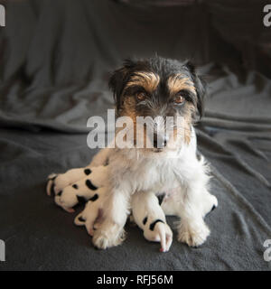 Newborn dog baby . One day old - jack russell terrier puppies wiht her mama Stock Photo