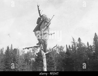 Black and white photograph, from a low angle, of a man wearing boots and a hunting jacket, with a rifle slung over one shoulder, balancing on the uppermost branches of a leafless tree, looking through a pair of binoculars, with the tops of conifers and other trees visible in the background, photographed during a hunting and fishing trip located in Alaska, USA, 1955. () Stock Photo