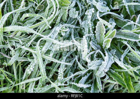 Morning hoar frost on the grass. Winter nature background. Top view close up Stock Photo