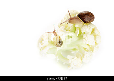 Two garden snails at a walk on cauliflower. Snail plage concept Stock Photo