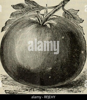 . Philips' 1901 seed annual : everything for the farm and garden. Nursery stock Pennsylvania Catalogs; Flowers Seeds Catalogs; Vegetables Seeds Catalogs; Gardening Equipment and supplies Catalogs. MAMMOTH CHILI.. TOMATO Livingston's Perfection. Tomatoes do best on a light, warm, not over rich soil, and much of the success depends upon securing a rapid, vigorous, unchecked growth during the early part of the season. Sow in hot-bed during March, or from six to eight weeks before they can be set out into open ground; when the plants have four leaves, transplant into shallow boxes, setting them fo Stock Photo