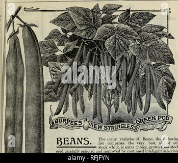. Philips' 1901 seed annual : everything for the farm and garden. Nursery stock Pennsylvania Catalogs; Flowers Seeds Catalogs; Vegetables Seeds Catalogs; Gardening Equipment and supplies Catalogs. Vegetable Seeds.. $EANS. New Stringless Green Pod. The many varieties of Beans, the following list comprises the very best, all of our stock which is extra choice, grown from stock seed caretully selected and improved by continued inteligent selection. All the varieties of this class are tender, and will not bear cold. Plant about the middle of April, if the ground is warm and season favorable, plant Stock Photo