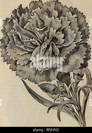 . Spring 1899. Nursery stock Ohio Catalogs; Vegetables Seeds Catalogs; Flowers Catalogs; Bulbs (Plants) Catalogs; Plants, Ornamental Catalogs; Fruit trees Seedlings Catalogs; Fruit Catalogs. 24 THE STORRS &amp; HARRISON CO.'S CATALOGUE CARNATIONS, -(New and Choice varieties). CARNATIONS.-GENERAL COLLECTION. PAINTED LADY. Painted Lady. A large, very full flower, with long stiff stems; color, brilliant cherry pink, often laced lighter pink at edges. A strong, healthy grower, with clean, healthy foliage. White Cloud. A remarkable new white Carnation; blooms very early on strong stiff stems and co Stock Photo