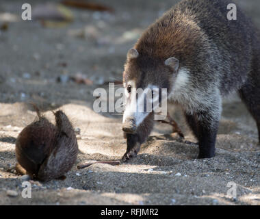 White-nosed Coati (Nasua narica) Stock Photo