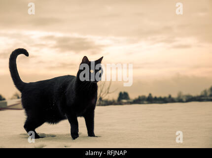 beautiful portrait of black cat on snow background in winter scene landscape Stock Photo