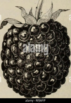 . Smith's seventeeth annual catalogue of the Highland Fruit and Plant Farm, 1899. Nursery stock Kansas Lawrence Catalogs; Fruit Catalogs; Fruit trees Catalogs. Snyder. favorite blackberry for distant. Please note that these images are extracted from scanned page images that may have been digitally enhanced for readability - coloration and appearance of these illustrations may not perfectly resemble the original work.. B. F. Smith (Firm); Highland Fruit and Plant Farm; Henry G. Gilbert Nursery and Seed Trade Catalog Collection. Lawrence, Kan. : B. F. Smith